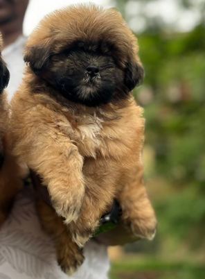 Order Female Lhasa Apso  Puppy from Bangalore